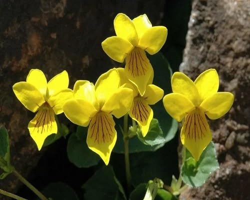 Yellow Viola Odorata Flowers Seeds
