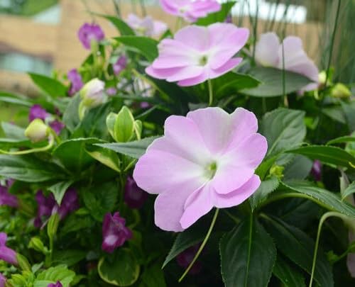 Purple Impatiens Flower Seeds
