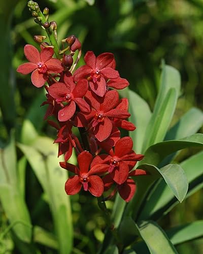 red blooming orchid flower
