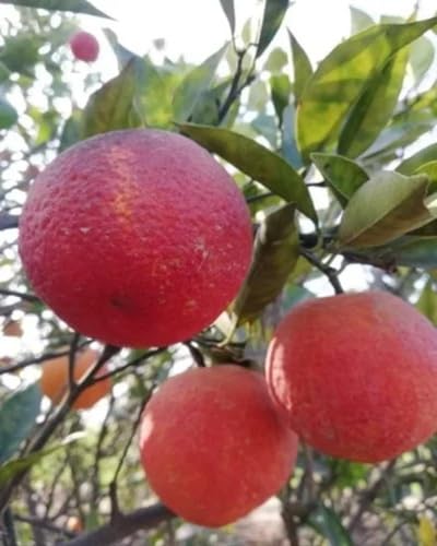 Red Lemon vegetable seeds - Heirloom, Organic, Non Gmo Garden Seeds for kitchen garden planting