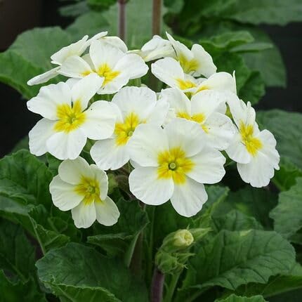 White Primula Flower Seeds