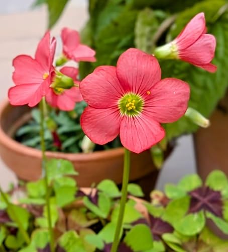 Red Oxalis acetosella Flower Seeds