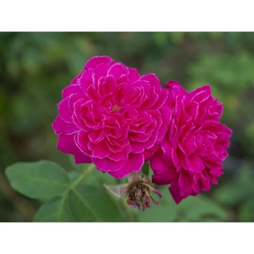 Pink Damask Rose Flower Seeds
