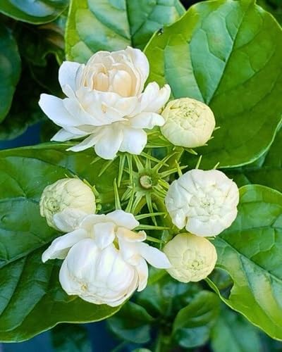 Jasmine Flower Seeds