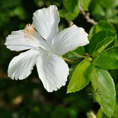 Hibiscus Flower Seeds