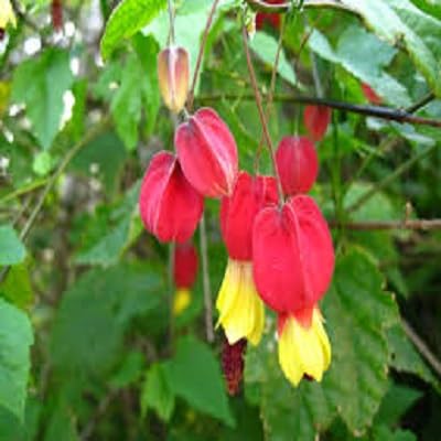Red Abutilon Megapotamicum Flower Seeds