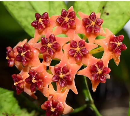 Hoya Flower Seeds
