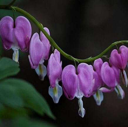 Purple Dicentra Spectabilis Flower Seeds – Premium Floral for Decorative Landscape Gardens
