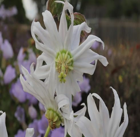 White Michauxia Campanuloides Flower Seeds