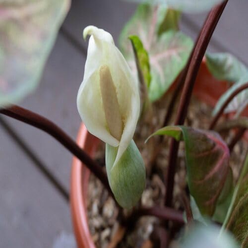 White Caladium Flower Seeds