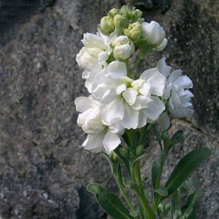 White Matthiola Flower Seeds