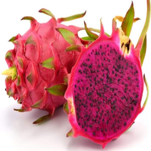 pink dragonfruit Fruit Seeds for Home Planting Premium Germination Healthy Harvest Growing