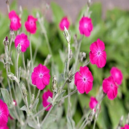 Lupine Flower Seeds