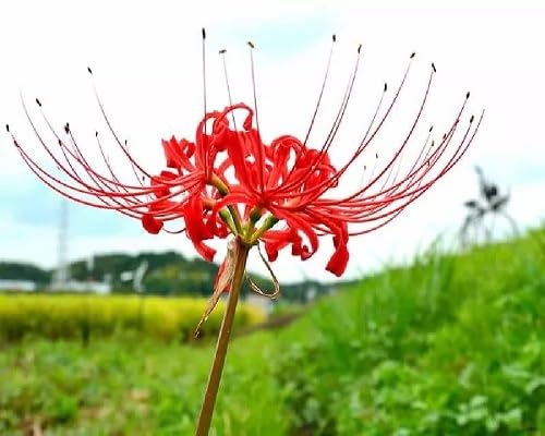 Lycoris Radiata Flower Seeds