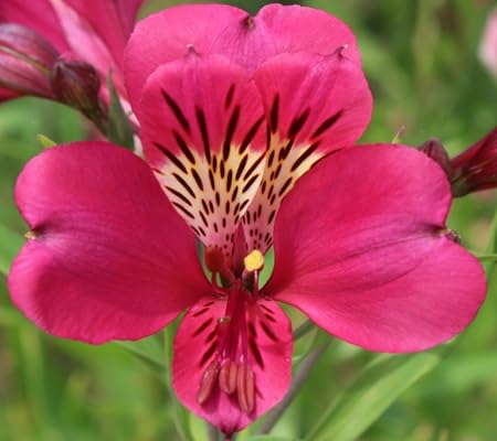 Lily Alstroemeria Flower Seeds