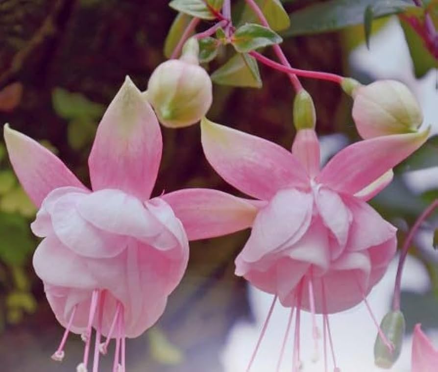 Pink Fuchsia Flower Pale Fresh