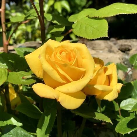 Yellow Climbing Rose Flower Seeds
