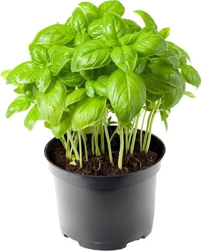 Green Organic Basil Plants Seeds herb seeds - sustainable gardening, high germination garden seeds