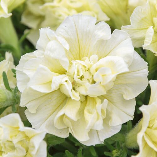 Yellow Light Camellia Flower Seeds