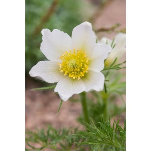 White Pasque Flower Seeds