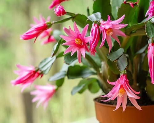 Pink Hatiora Rosea Flower Seeds