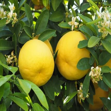 grapefruit yellow Fruit Seeds for Home Planting Premium Germination Healthy Harvest Growing