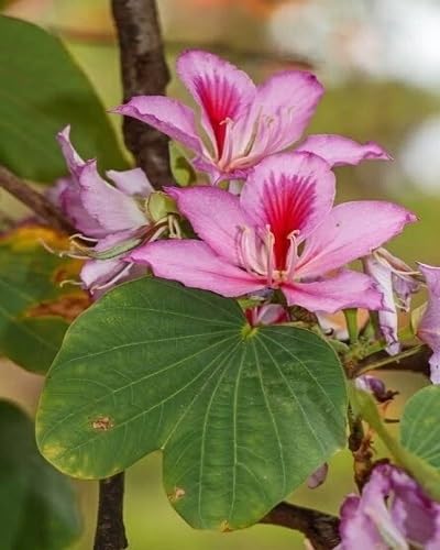Pink Bauhinia Flower Seeds
