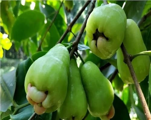 rose apple fruit seeds