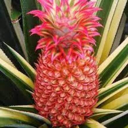 Pine Apple Red fruit seeds for organic garden planting