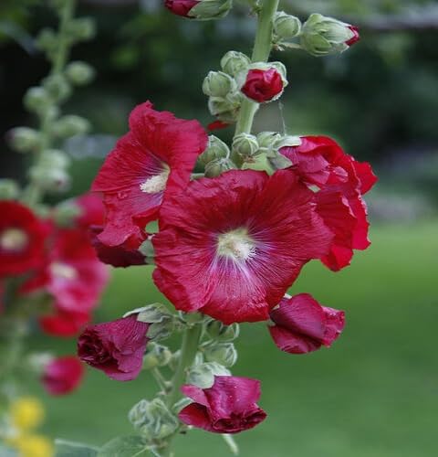 Red Hollyhock Flower Seeds