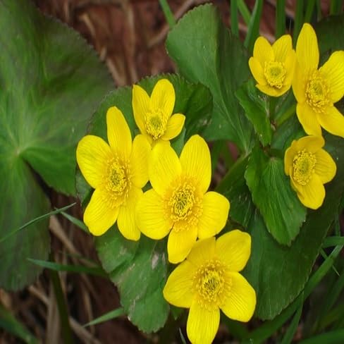 Caltha Flower Seeds