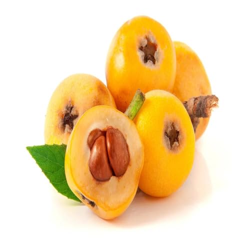 Yellow Loquat fruit seeds for organic garden planting