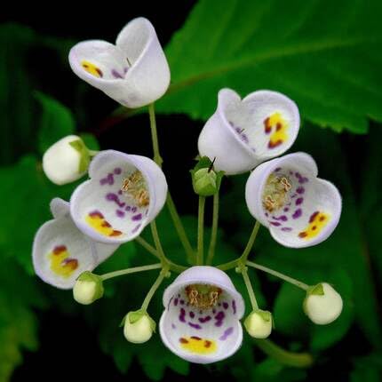 White Calceolaria Flower Seeds