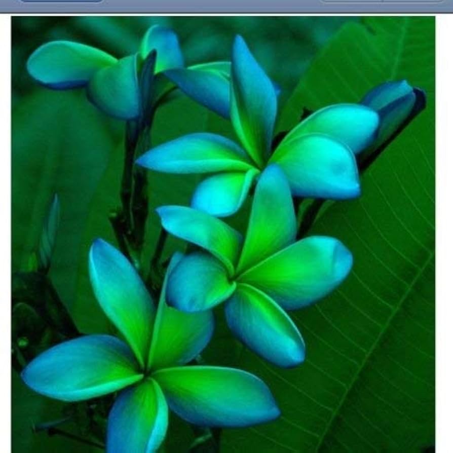 Blue Green Plumeria Flower
