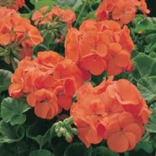Orange Pelargonium Flower Seeds