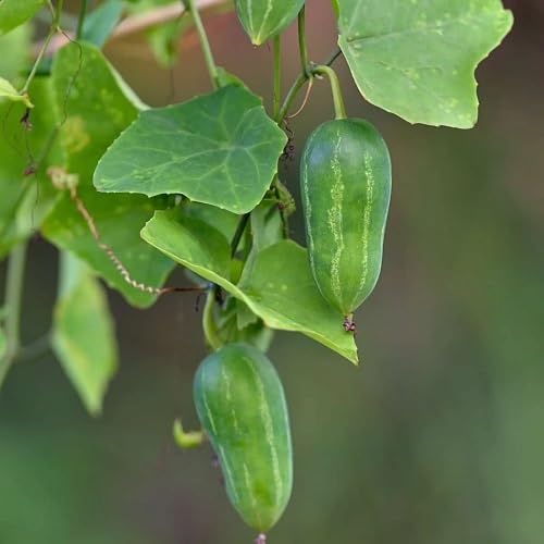 Green Ivy Gourd ,green vegetable seeds - Heirloom, Organic, Non Gmo Garden Seeds for kitchen garden planting