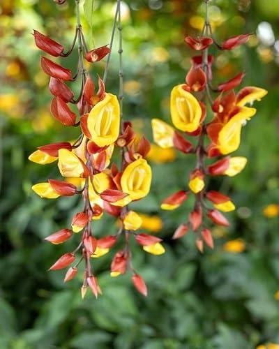 Red Yellow Mysorensis Flower Seeds