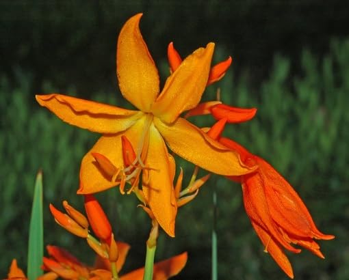 orange crocosmia flower seeds