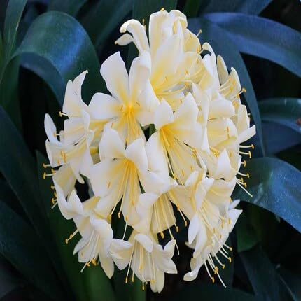 White Clivia Flower Seeds