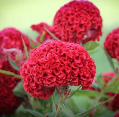 Red Cockscomb Flower Seeds