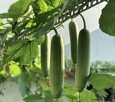 Loah vegetable seeds vegetable seeds for Home Gardening, Fast Growing Backyard Harvest Premium for kitchen garden planting