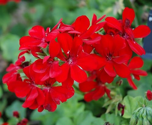 Red Pelargonium Peltatum Flower Seeds