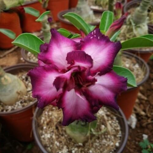 Purple Adenium Flower Seeds