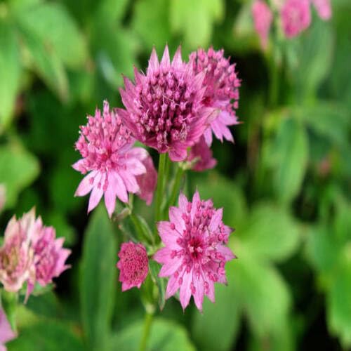 pink astrantia flower seeds