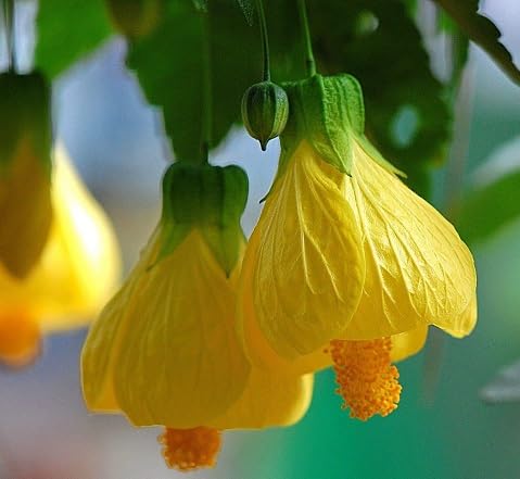 yellow abutilon flower seeds