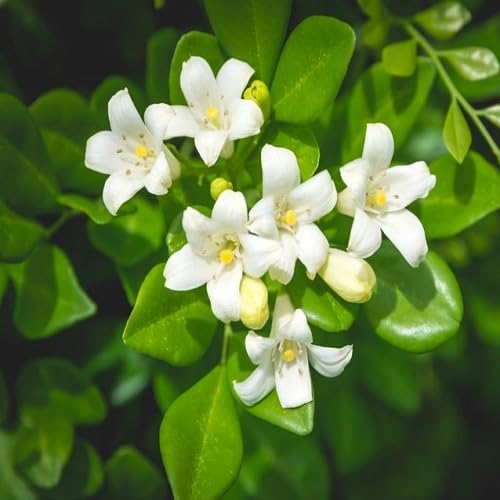 White Murraya Flower Seeds