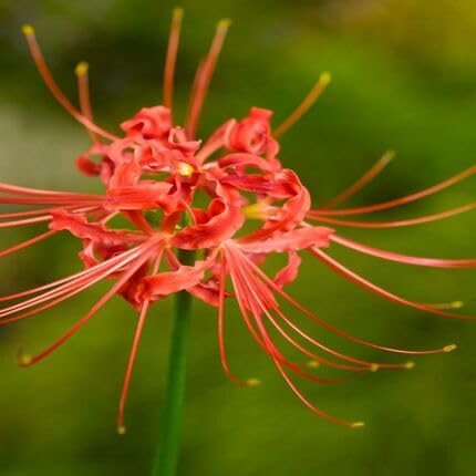 Red Lycoris Flower Seeds