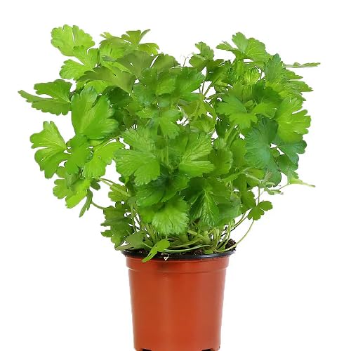 Green Parsley Plant Seeds herb seeds - fresh harvest, sustainable gardening garden seeds