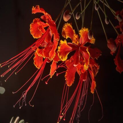 Orange Caesalpinia Flower Seeds