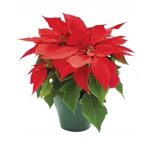 red poinsettia flower seeds,red